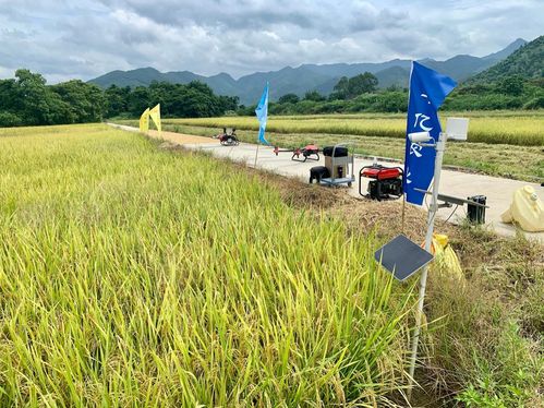 稻花香里話豐收節,極飛科技助新農人糧食收滿倉
