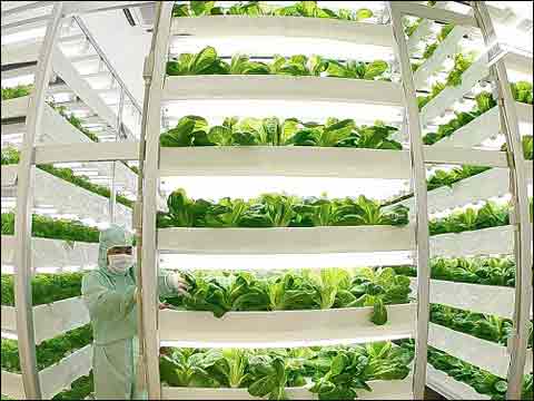 日本能否把植物工廠做成“出口產業”?