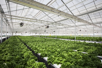 探營京東植物工廠:總面積達1萬多平米 產(chǎn)量為常規(guī)種植3-4倍