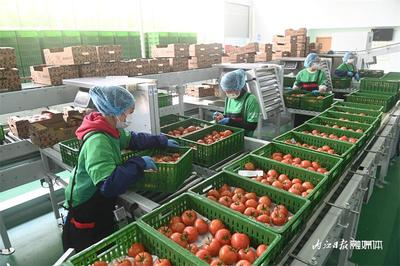 每天2噸!內(nèi)江這個(gè)“番茄工廠”采收正忙